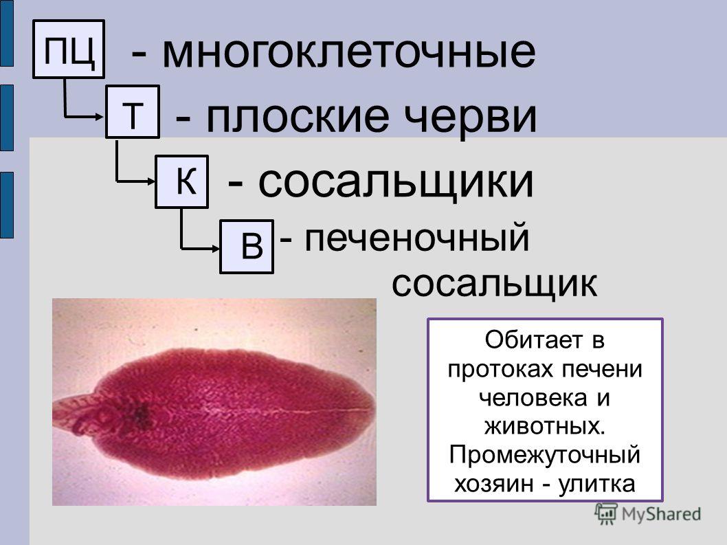 Kraken это что такое