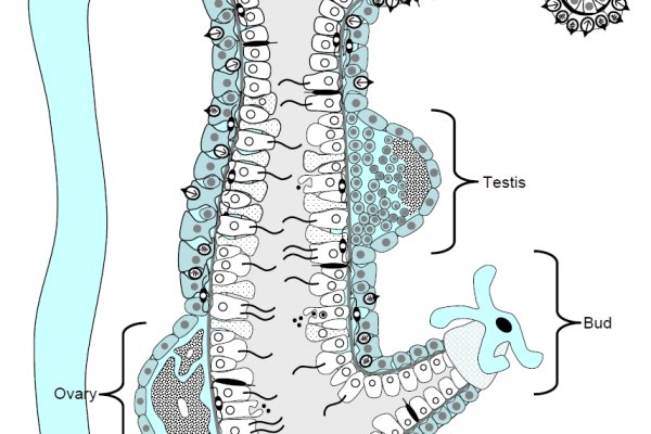 Kraken 9 at клиар ссылка